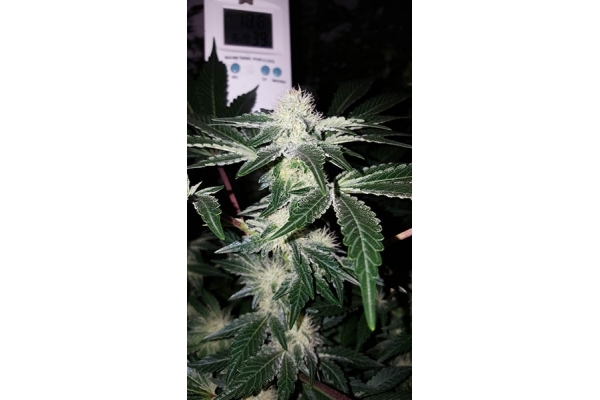 GG#4 (Zamnesia Seeds) Feminisoidut GG#4 (Zamnesia Seeds) Feminisoidut