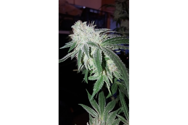 GG#4 (Zamnesia Seeds) Feminisoidut GG#4 (Zamnesia Seeds) Feminisoidut