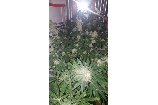 GG#4 (Zamnesia Seeds) Feminisoidut GG#4 (Zamnesia Seeds) Feminisoidut
