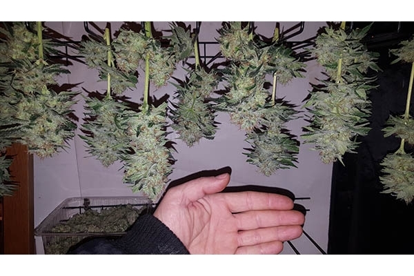 GG#4 (Zamnesia Seeds) Feminisoidut GG#4 (Zamnesia Seeds) Feminisoidut