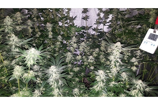GG#4 (Zamnesia Seeds) Feminisoidut GG#4 (Zamnesia Seeds) Feminisoidut