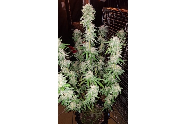 GG#4 (Zamnesia Seeds) Feminisoidut GG#4 (Zamnesia Seeds) Feminisoidut