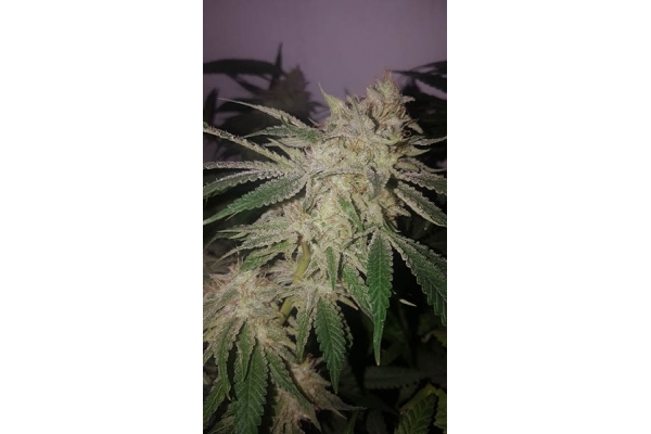 GG#4 (Zamnesia Seeds) Feminisoidut GG#4 (Zamnesia Seeds) Feminisoidut