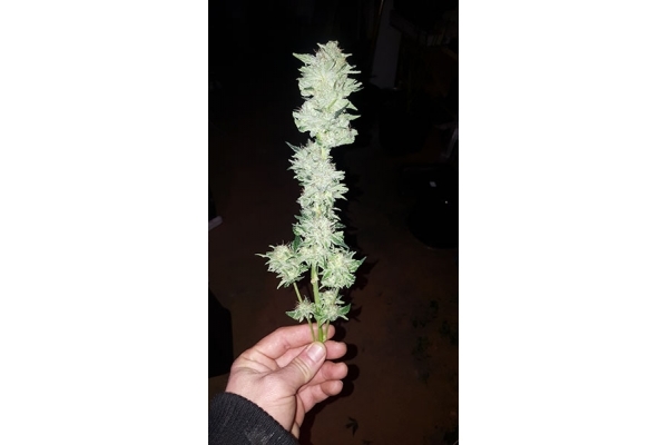 GG#4 (Zamnesia Seeds) Feminisoidut GG#4 (Zamnesia Seeds) Feminisoidut
