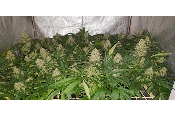GG#4 (Zamnesia Seeds) Feminisoidut GG#4 (Zamnesia Seeds) Feminisoidut
