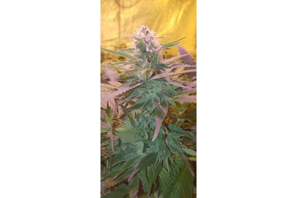 GG#4 (Zamnesia Seeds) Feminisoidut GG#4 (Zamnesia Seeds) Feminisoidut