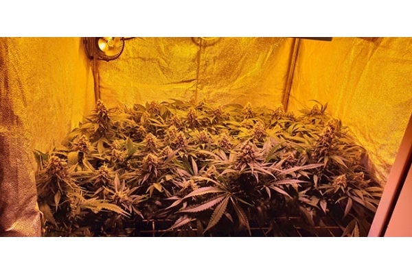 GG#4 (Zamnesia Seeds) Feminisoidut GG#4 (Zamnesia Seeds) Feminisoidut