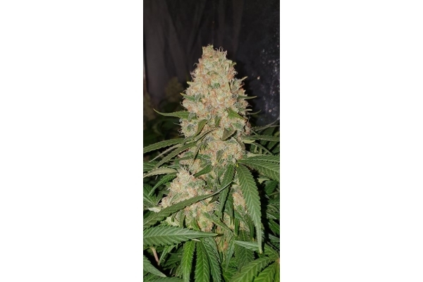 GG#4 (Zamnesia Seeds) Feminisoidut GG#4 (Zamnesia Seeds) Feminisoidut