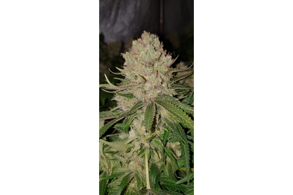 GG#4 (Zamnesia Seeds) Feminisoidut GG#4 (Zamnesia Seeds) Feminisoidut