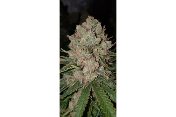 GG#4 (Zamnesia Seeds) Feminisoidut GG#4 (Zamnesia Seeds) Feminisoidut