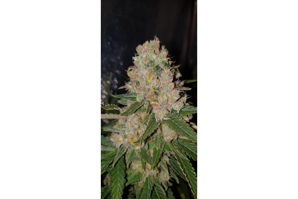 GG#4 (Zamnesia Seeds) Feminisoidut GG#4 (Zamnesia Seeds) Feminisoidut