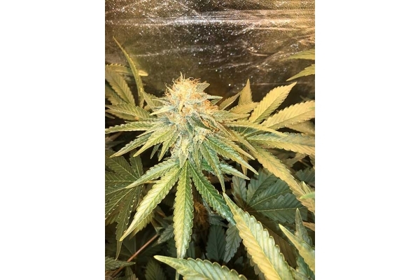 GG#4 (Zamnesia Seeds) Feminisoidut GG#4 (Zamnesia Seeds) Feminisoidut