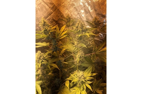 GG#4 (Zamnesia Seeds) Feminisoidut GG#4 (Zamnesia Seeds) Feminisoidut