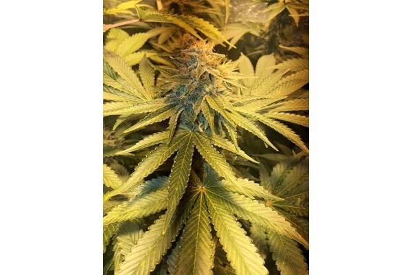 GG#4 (Zamnesia Seeds) Feminisoidut GG#4 (Zamnesia Seeds) Feminisoidut