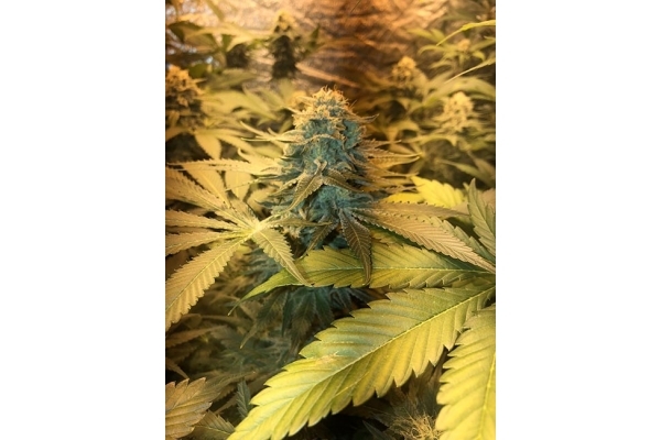 GG#4 (Zamnesia Seeds) Feminisoidut GG#4 (Zamnesia Seeds) Feminisoidut