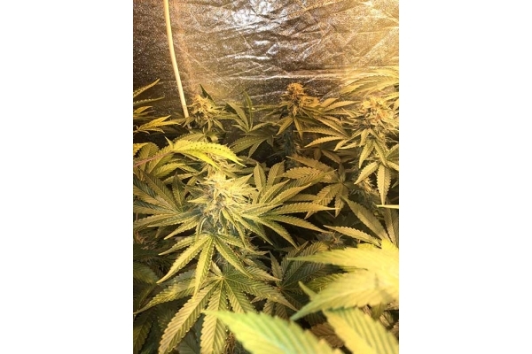 GG#4 (Zamnesia Seeds) Feminisoidut GG#4 (Zamnesia Seeds) Feminisoidut