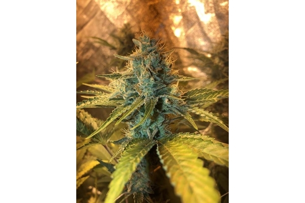 GG#4 (Zamnesia Seeds) Feminisoidut GG#4 (Zamnesia Seeds) Feminisoidut