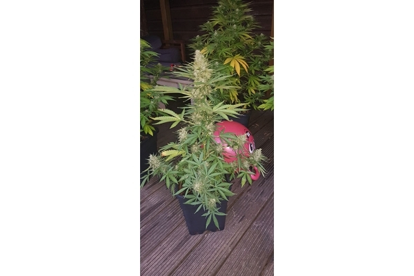 GG#4 (Zamnesia Seeds) Feminisoidut GG#4 (Zamnesia Seeds) Feminisoidut