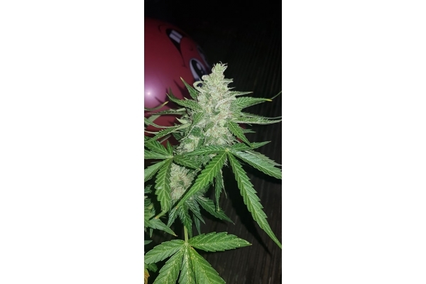 GG#4 (Zamnesia Seeds) Feminisoidut GG#4 (Zamnesia Seeds) Feminisoidut