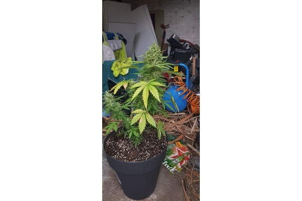 GG#4 (Zamnesia Seeds) Feminisoidut GG#4 (Zamnesia Seeds) Feminisoidut