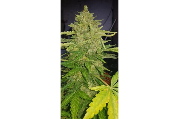 GG#4 (Zamnesia Seeds) Feminisoidut GG#4 (Zamnesia Seeds) Feminisoidut