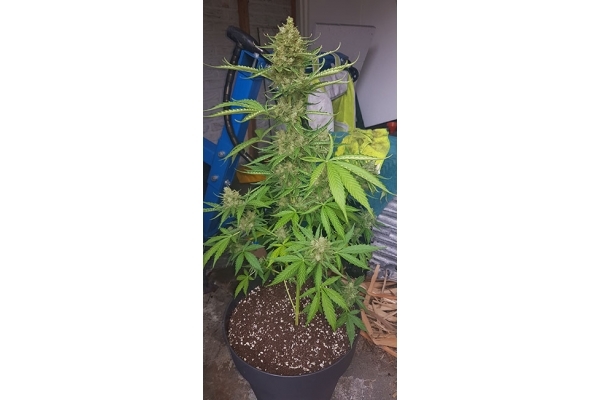 GG#4 (Zamnesia Seeds) Feminisoidut GG#4 (Zamnesia Seeds) Feminisoidut
