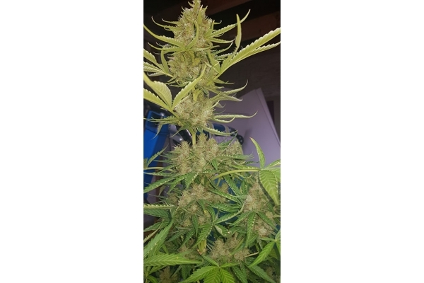GG#4 (Zamnesia Seeds) Feminisoidut GG#4 (Zamnesia Seeds) Feminisoidut