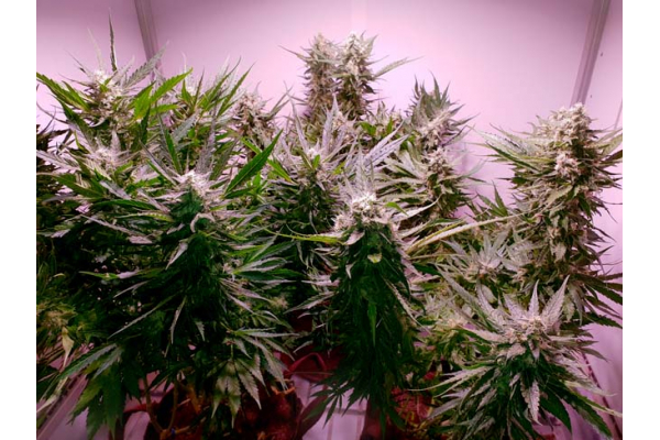 GG#4 (Zamnesia Seeds) Feminisoidut GG#4 (Zamnesia Seeds) Feminisoidut