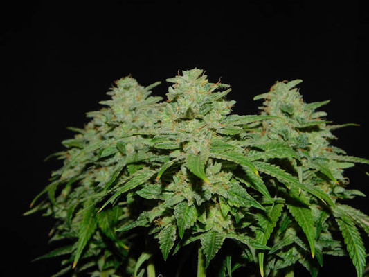 Tangerine G13 (Amsterdam Genetics) Feminisoidut