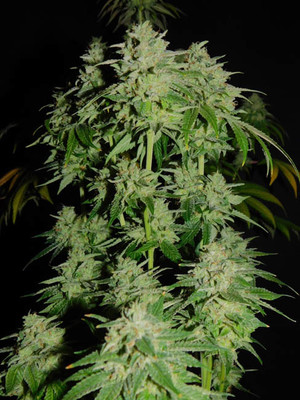Tangerine G13 (Amsterdam Genetics) Feminisoidut