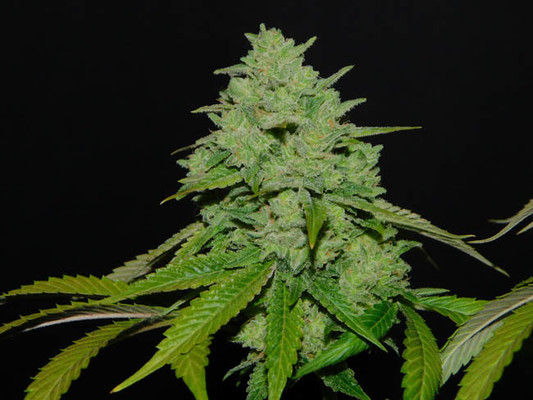 Tangerine G13 (Amsterdam Genetics) Feminisoidut