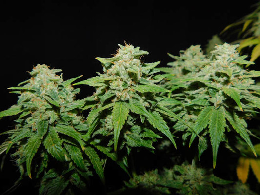 Tangerine G13 (Amsterdam Genetics) Feminisoidut