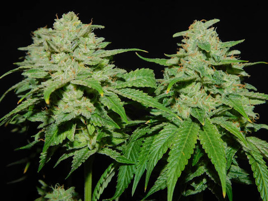 Tangerine G13 (Amsterdam Genetics) Feminisoidut