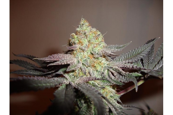 Girl Scout Cookies (Zamnesia Seeds) Feminisoidut Girl Scout Cookies (Zamnesia Seeds) Feminisoidut