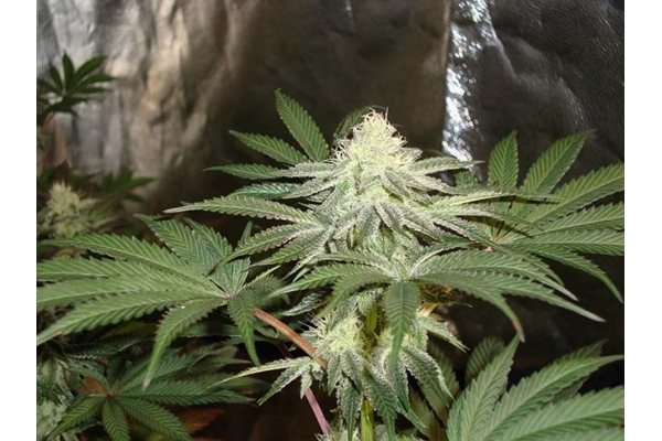 Girl Scout Cookies (Zamnesia Seeds) Feminisoidut Girl Scout Cookies (Zamnesia Seeds) Feminisoidut