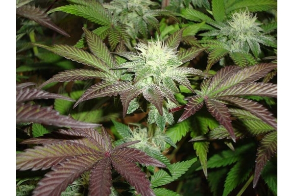 Girl Scout Cookies (Zamnesia Seeds) Feminisoidut Girl Scout Cookies (Zamnesia Seeds) Feminisoidut