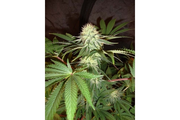 Girl Scout Cookies (Zamnesia Seeds) Feminisoidut Girl Scout Cookies (Zamnesia Seeds) Feminisoidut