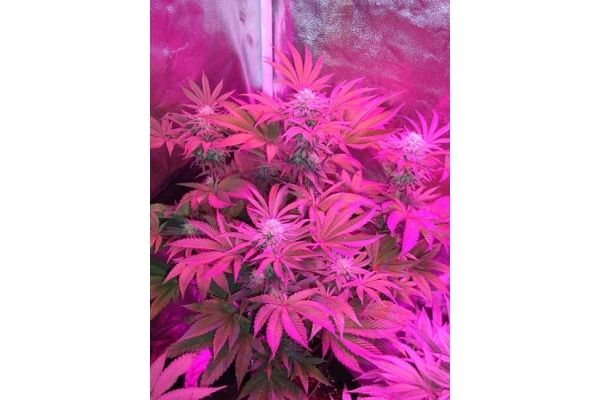 Girl Scout Cookies (Zamnesia Seeds) Feminisoidut Girl Scout Cookies (Zamnesia Seeds) Feminisoidut