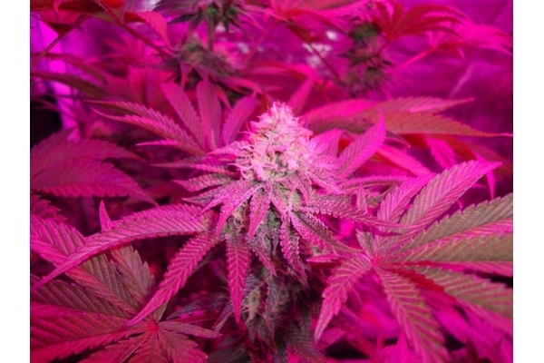 Girl Scout Cookies (Zamnesia Seeds) Feminisoidut Girl Scout Cookies (Zamnesia Seeds) Feminisoidut