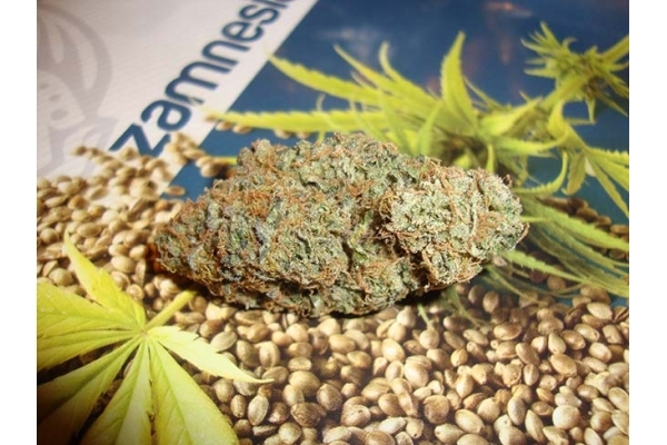Girl Scout Cookies (Zamnesia Seeds) Feminisoidut Girl Scout Cookies (Zamnesia Seeds) Feminisoidut