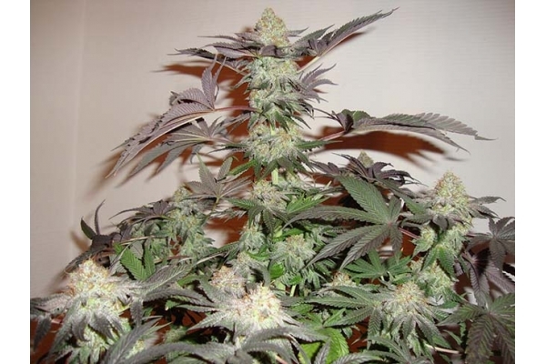 Girl Scout Cookies (Zamnesia Seeds) Feminisoidut Girl Scout Cookies (Zamnesia Seeds) Feminisoidut
