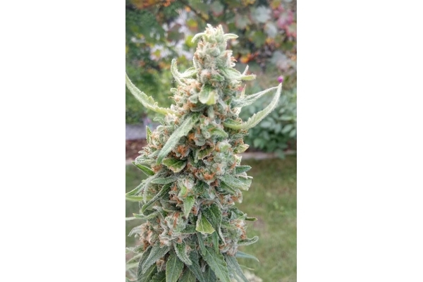 Girl Scout Cookies (Zamnesia Seeds) Feminisoidut Girl Scout Cookies (Zamnesia Seeds) Feminisoidut