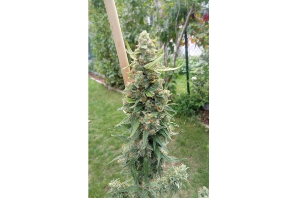 Girl Scout Cookies (Zamnesia Seeds) Feminisoidut Girl Scout Cookies (Zamnesia Seeds) Feminisoidut