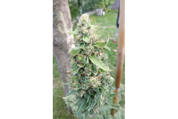Girl Scout Cookies (Zamnesia Seeds) Feminisoidut Girl Scout Cookies (Zamnesia Seeds) Feminisoidut
