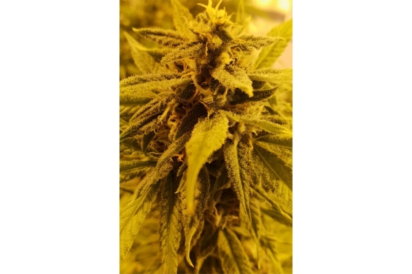 Girl Scout Cookies (Zamnesia Seeds) Feminisoidut Girl Scout Cookies (Zamnesia Seeds) Feminisoidut