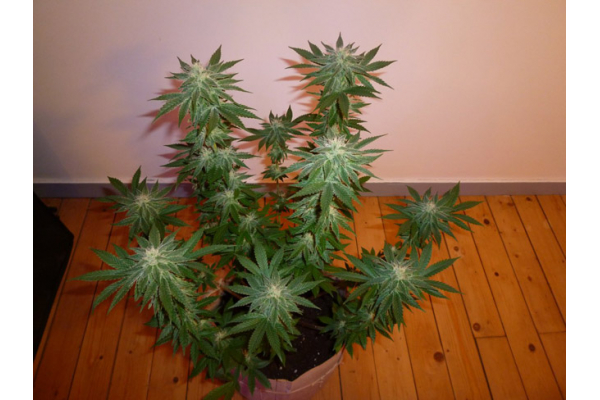 Girl Scout Cookies (Zamnesia Seeds) Feminisoidut Girl Scout Cookies (Zamnesia Seeds) Feminisoidut
