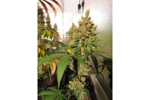 Banana (Zamnesia Seeds) Feminisoidut Banana (Zamnesia Seeds) Feminisoidut