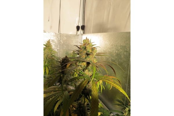 Banana (Zamnesia Seeds) Feminisoidut Banana (Zamnesia Seeds) Feminisoidut
