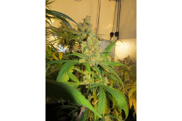 Banana (Zamnesia Seeds) Feminisoidut Banana (Zamnesia Seeds) Feminisoidut