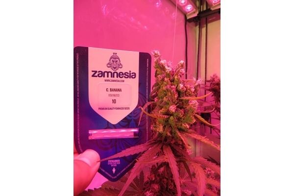 Banana (Zamnesia Seeds) Feminisoidut Banana (Zamnesia Seeds) Feminisoidut